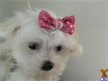 maltese puppy posted by Elegant Babies